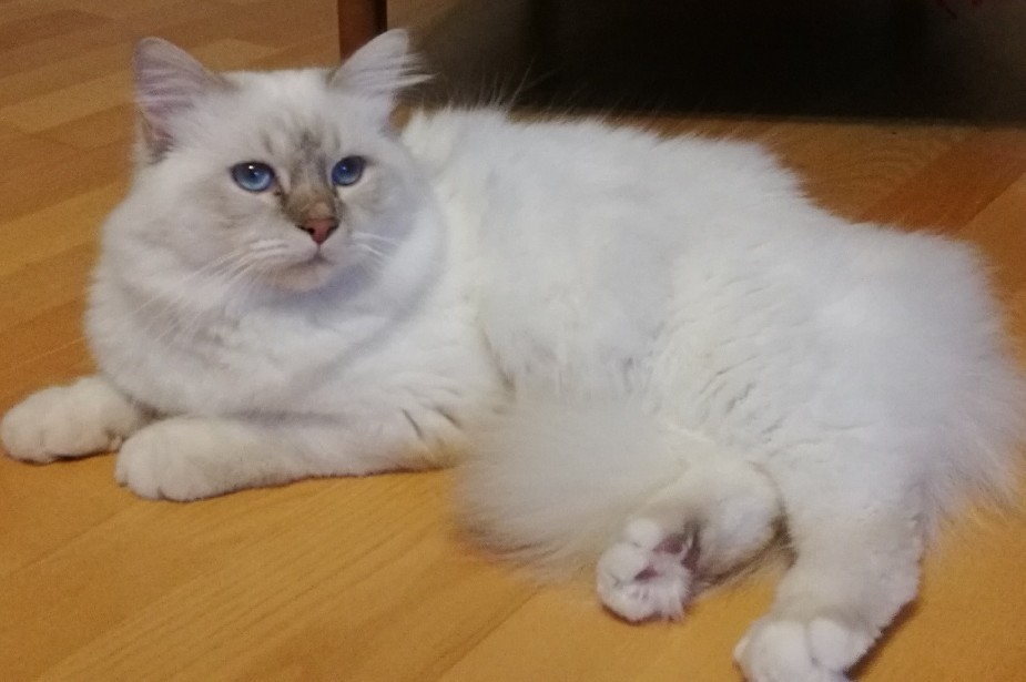 TANELI SIITOSLISTALLE 2017