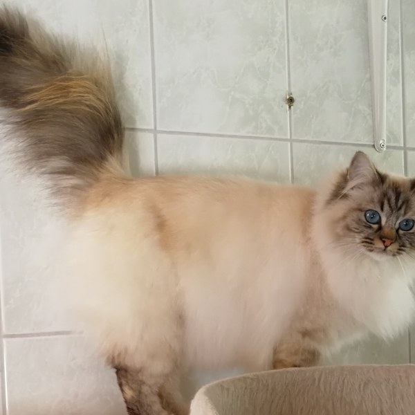 ELLI MUMMO KOTISIVUILLE