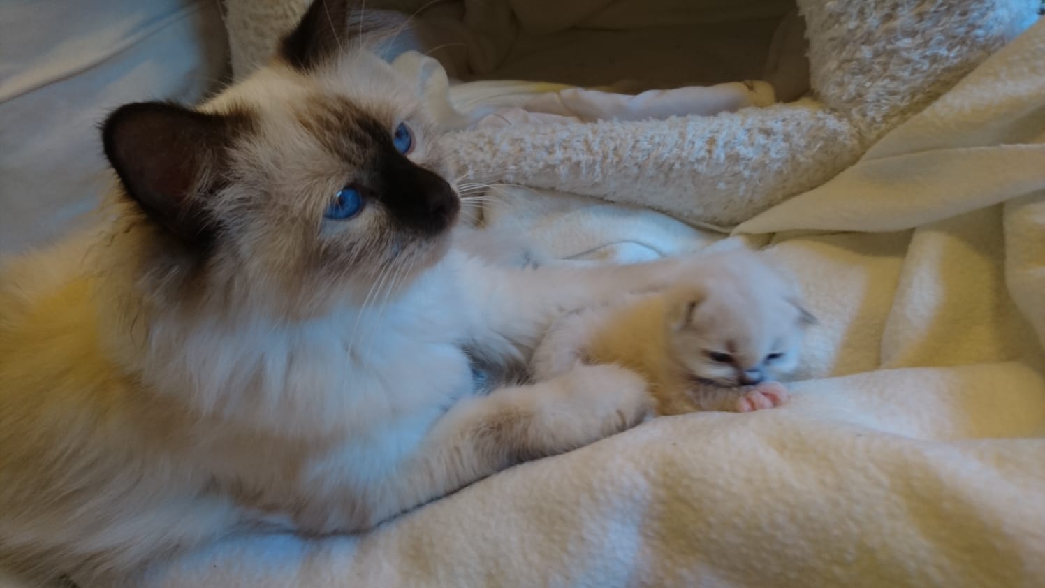 Vanilla ja pikkuinen 23.9.2018