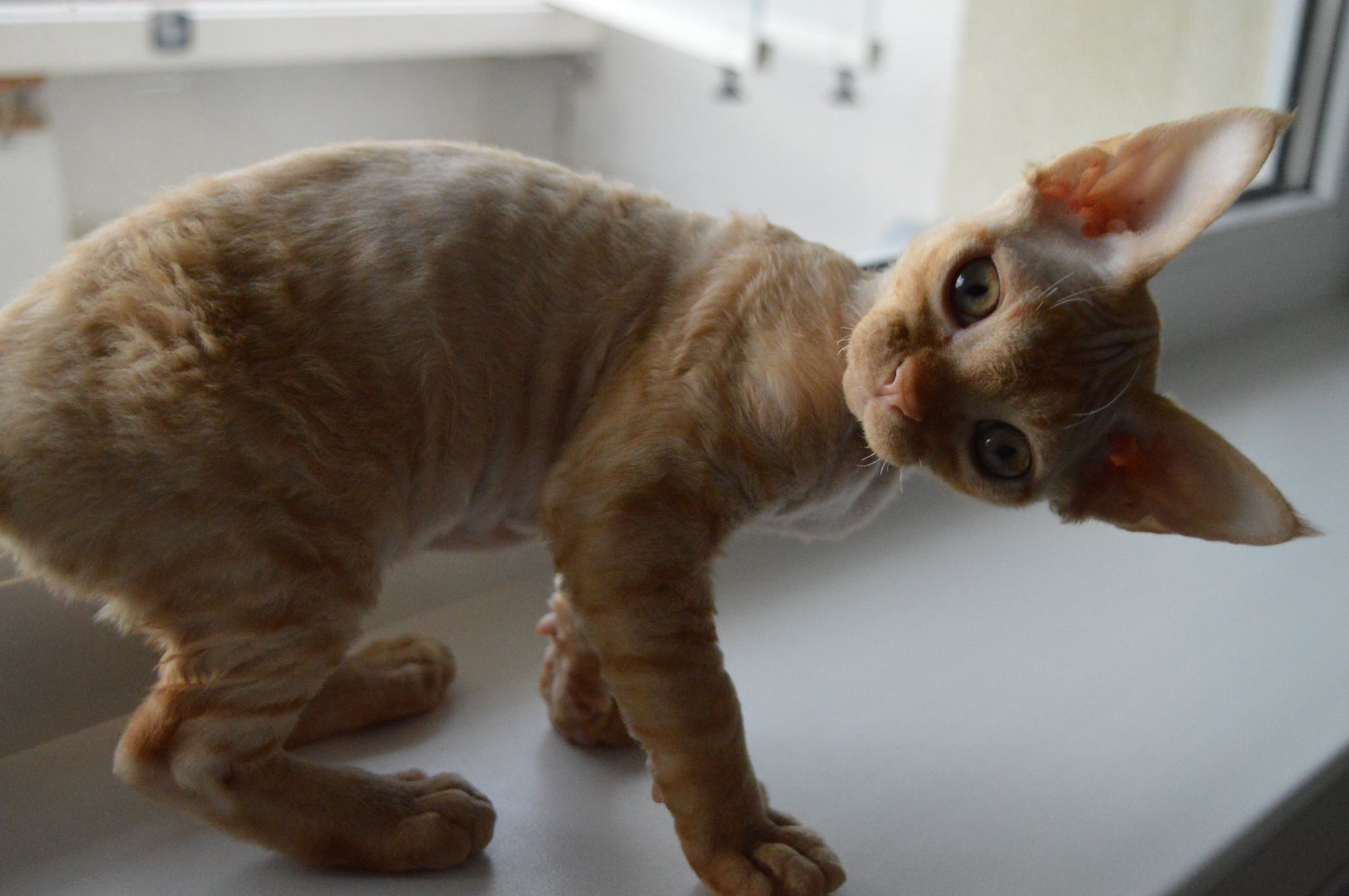 KERTTU , SYNTYNYT 8.6.18, TÄSSÄ 12.9.18, 3KK 4PV