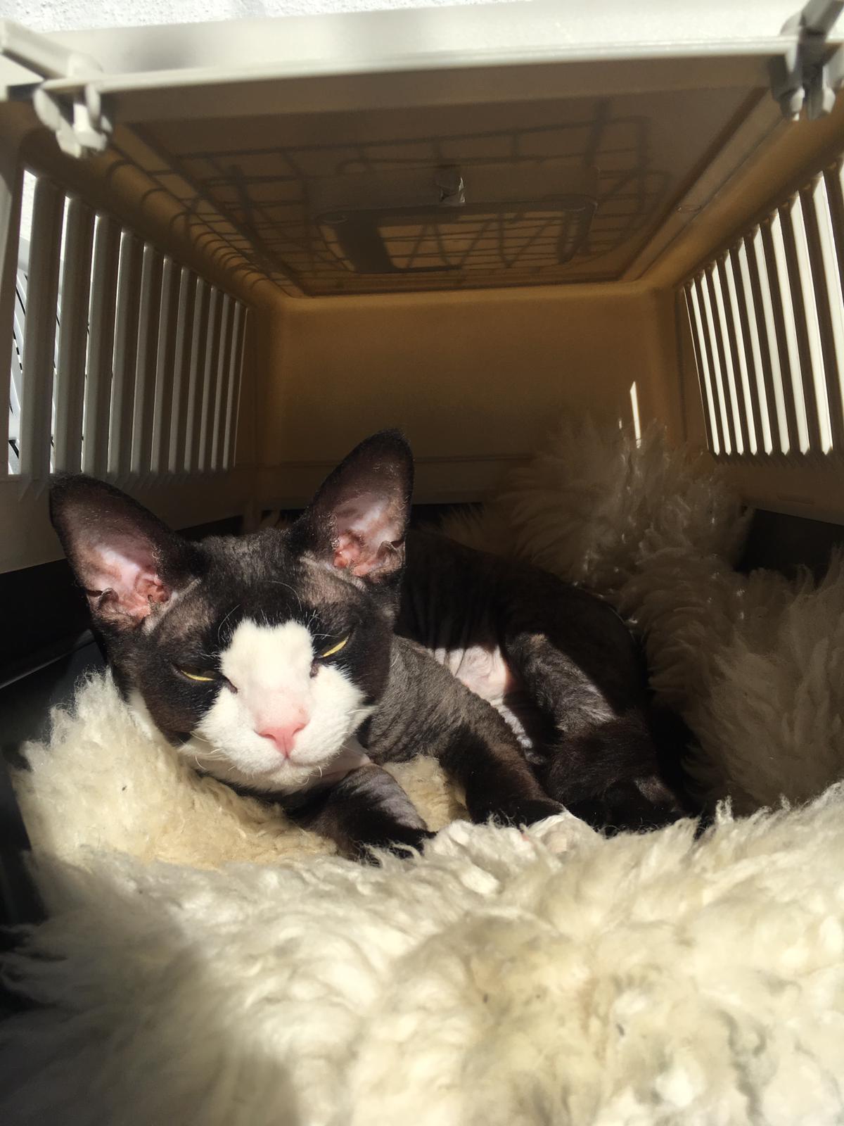 KATTIMÄEN UNO KOTISIVUILLE